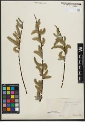 Foto von Salix purpurea L. x Salix viminalis L.